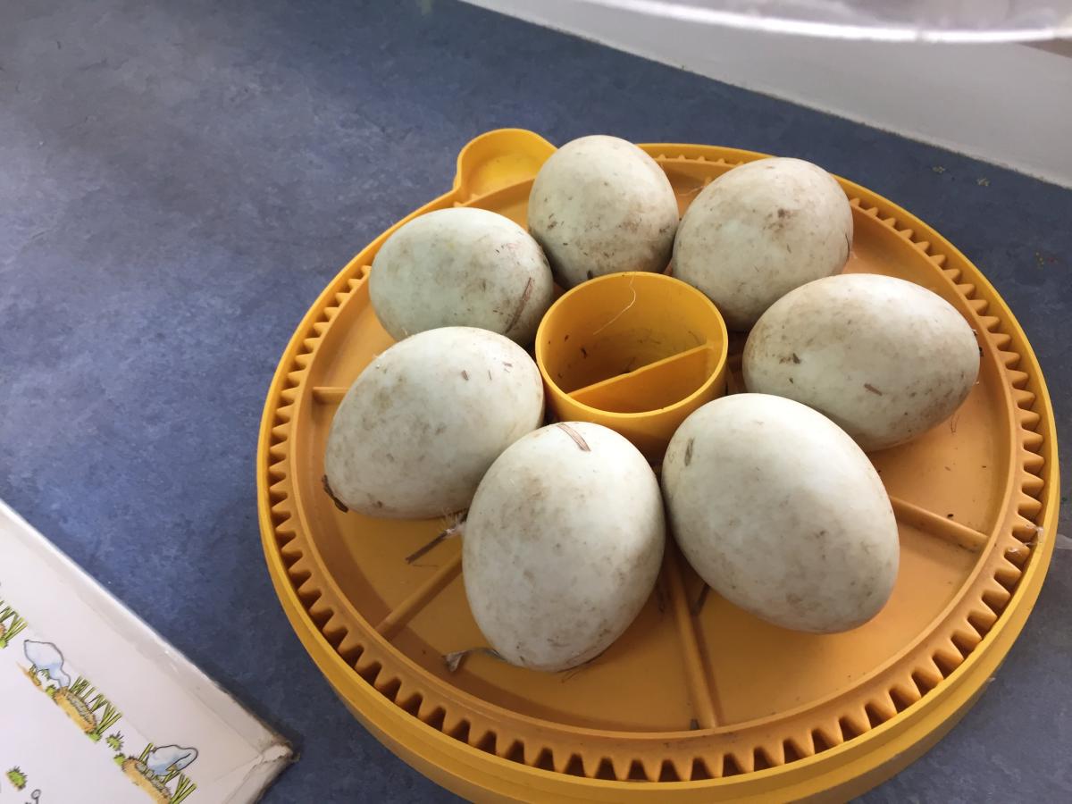 Duck Eggs